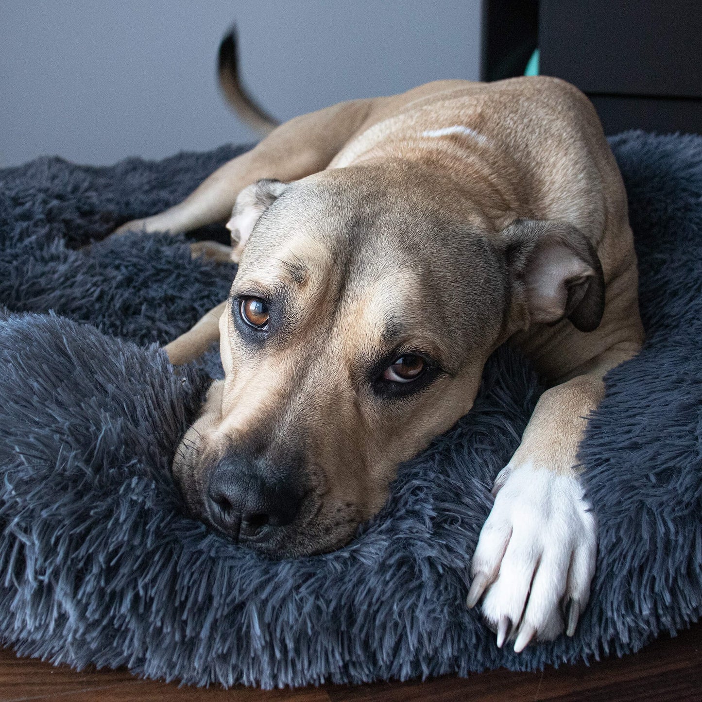 Šuo ar katės guolis PA0151, Ø90cm, grafito