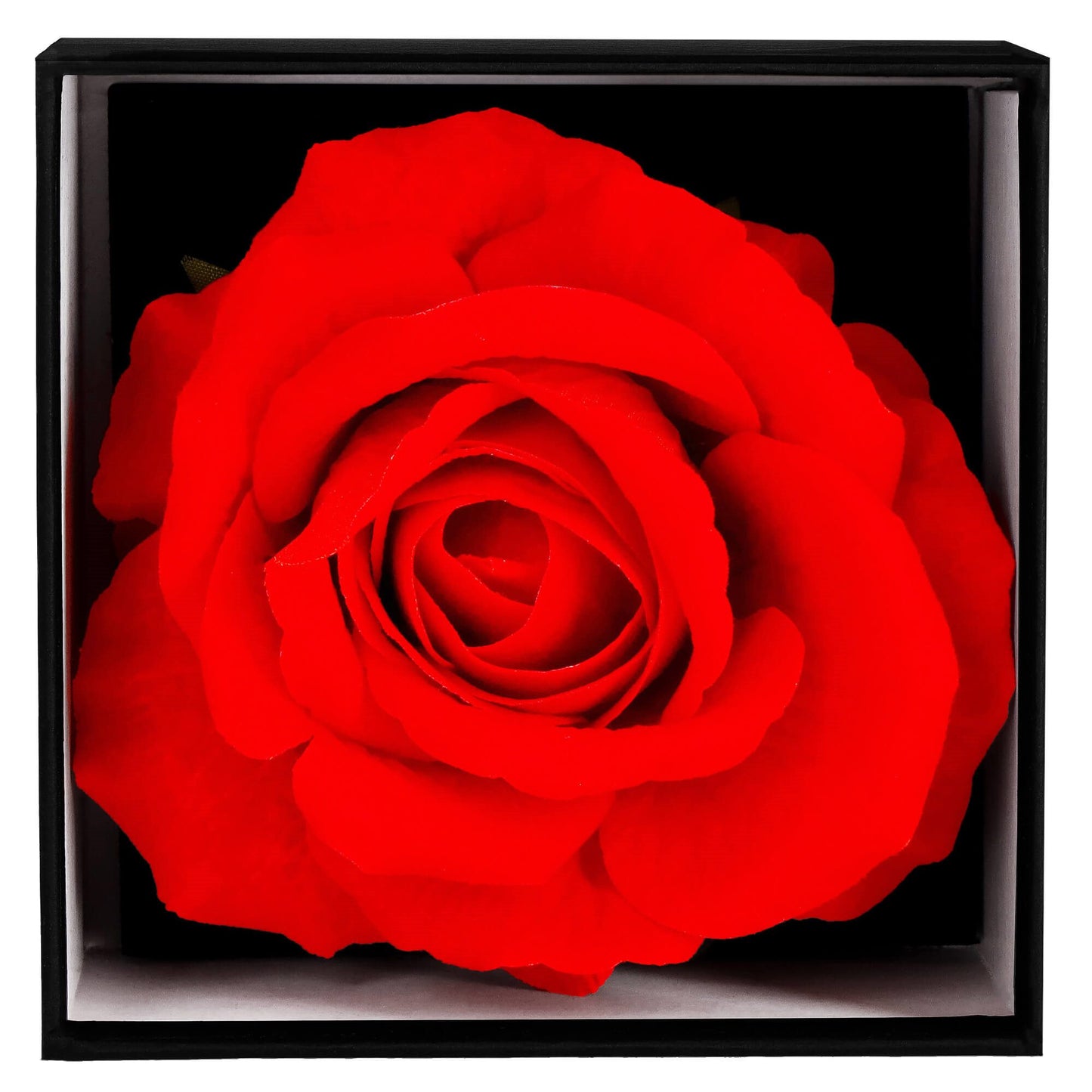 Amžinoji rožė  HA7447 dovanų dėžutėje